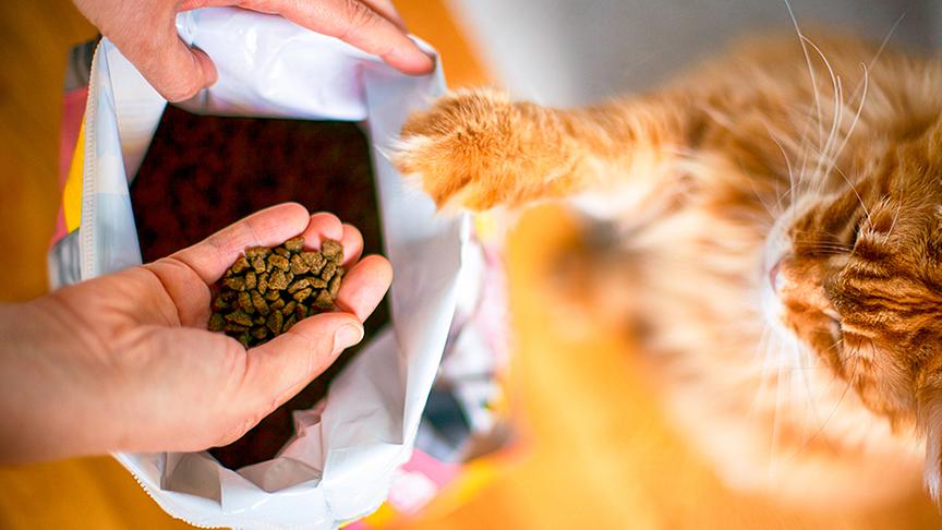 Eine Katze bekommt Trockenfutter gereicht.