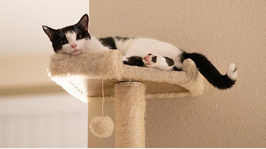 Katze liegt obenauf auf einem Kratzbaum auf einer Liegeplattform.