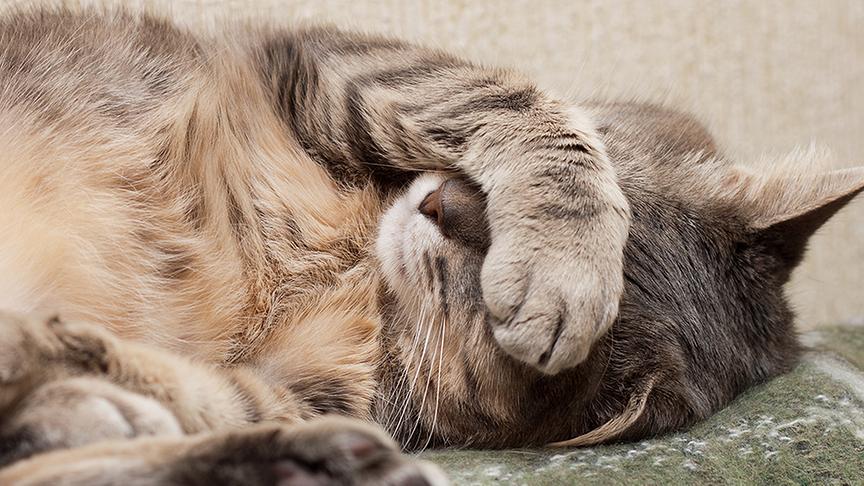 Eine Katze bedeckt ihre Augen mit ihrer Pfote.