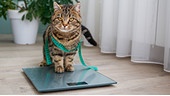 Eine Katze wird gewogen