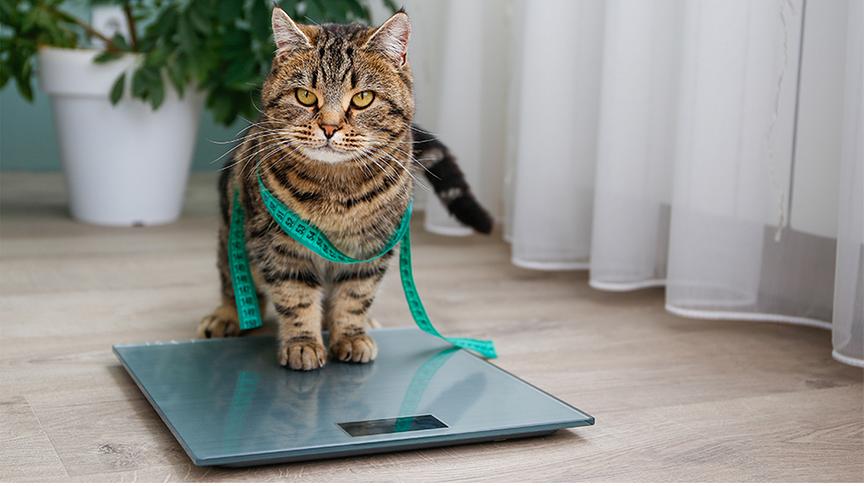 Eine Katze wird gewogen