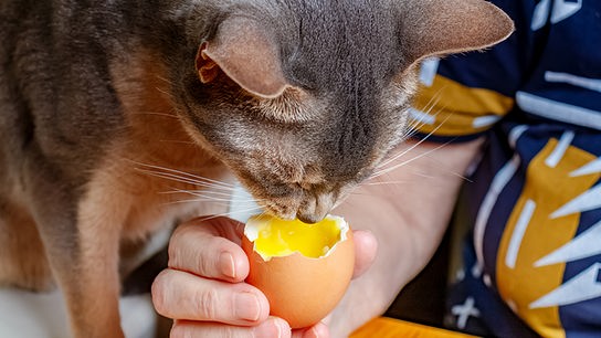 Im rohen Eigelb stecken hochwertige Nährstoffe für Katzen - ab und zu gerne anbieten.