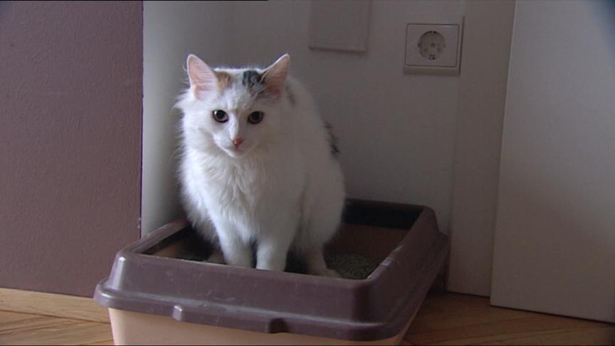 Dieses Katzenklo ohne Haube steht in einer ruhigen Ecke.