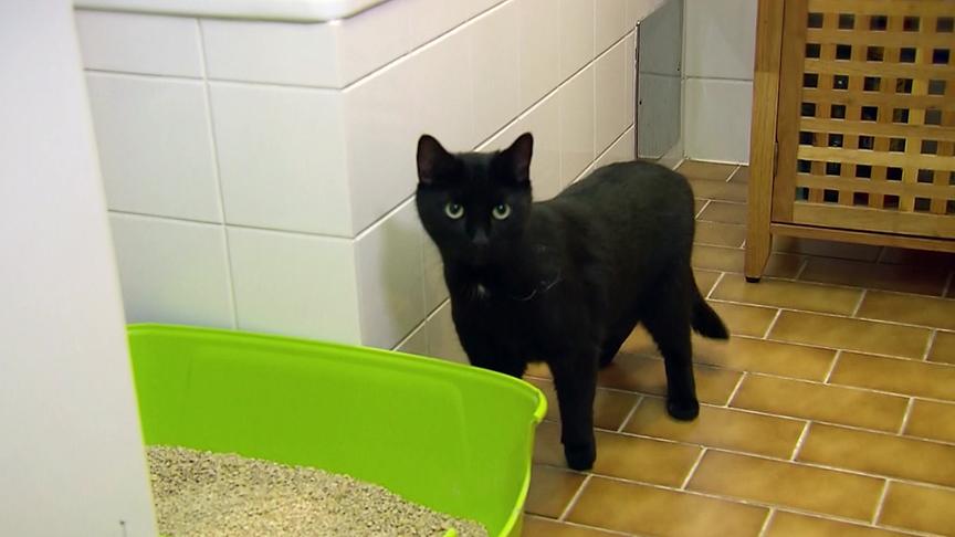 Katzenklo ohne Haube für einen leichten Einstieg.