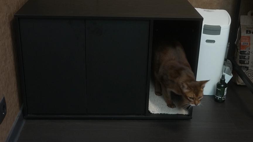 Katze "Buddy" hat eine große Toilette mit Edelstahlwanne.