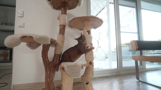 © Foto: ORF Eine Katze sitzt auch einem Kratzbaum aus Naturmateralien und kratzt an einem Pfahl.
