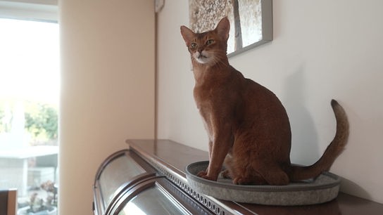 Eine Katze sitzt zufrieden schauend auf einer Filzunterlade auf einem Sideboard.