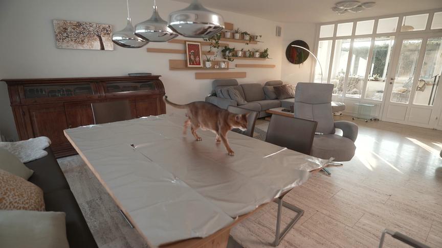 Eine Katze spaziert über einen mit Alufolie bedeckten Tisch und geht auf dessen Rand zu.