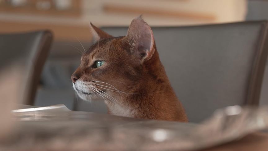 Katze sitzt auf einem Stuhl am Esstisch und schaut auf dessen mit Alufolie abgedeckte Oberfläche hinauf.