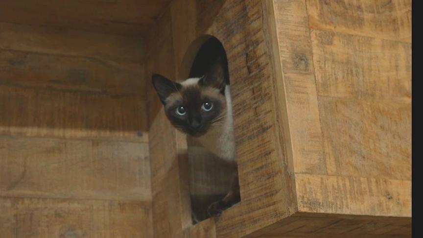 Katze "Pipi" ist Stammgast.