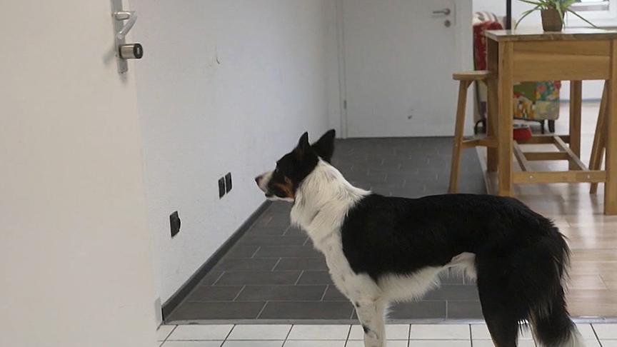 Ein Hund wartet an der Haustür auf sein Herrchen.