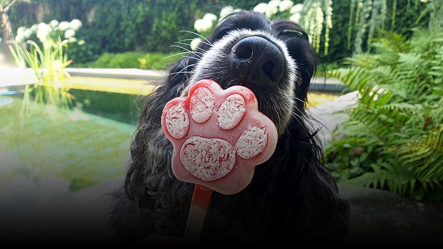 Ein Hund schleckt an einem Eis mit Pfotenform.