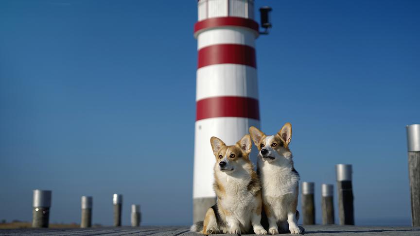 © Foto: Cornelia Deigner Die Welsh Corgi Brüder Bud und Terence vor dem Leuchtturm in Podersdorf.