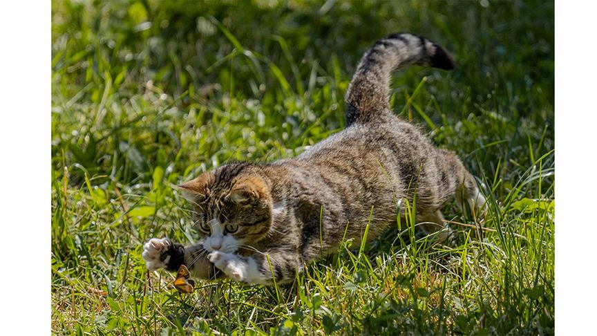 © Foto: Anton Possegger Siegerfoto 2026: "Katze Lilie"