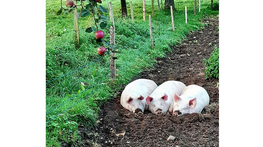 © ORF Andere Tiere-Foto "Sonnenschweine"