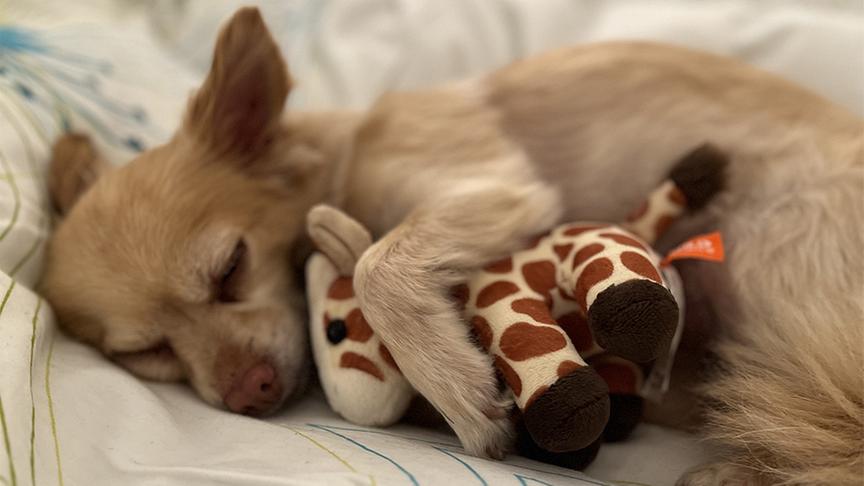 © ORF Hundefoto "Lilly"