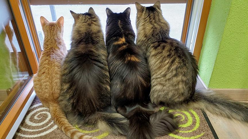 © ORF Katzenfoto "Hannes, Teddy, Buffy, Lenny"