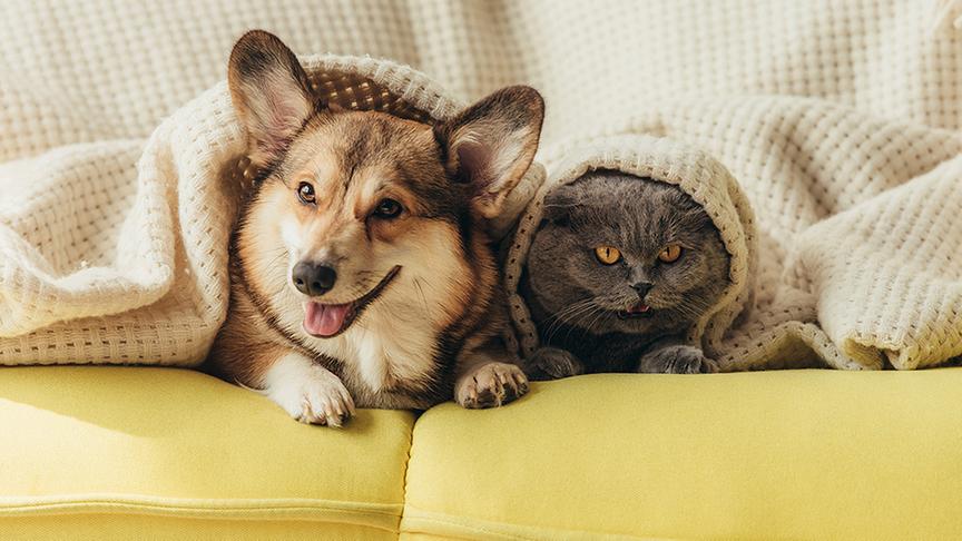 Ein Hund und eine Katze stecken gemeinsam unter einer Decke