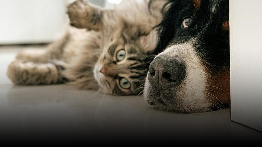 Eine Katze und ein Hund kuscheln