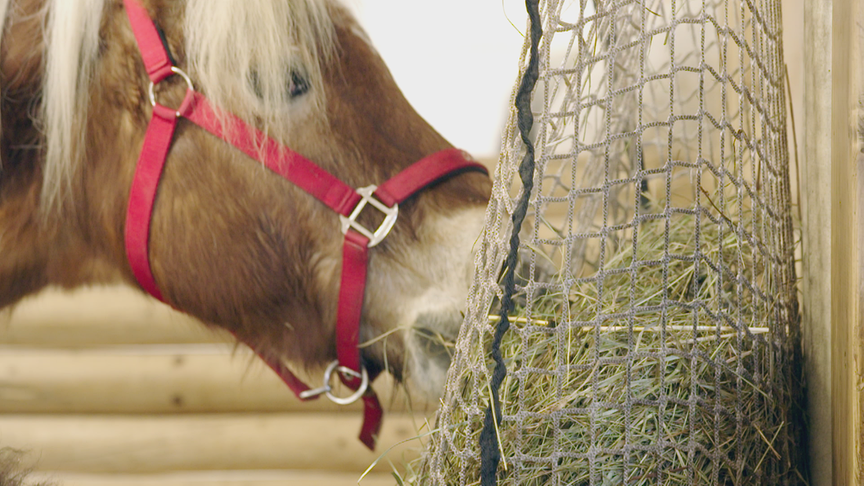© Foto: ON-MEDIA Ein Pferd frisst bedampftes Heu.