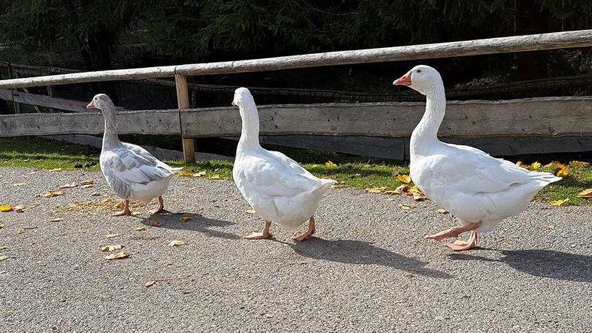© Foto: ON-Media Drei Gänse marschieren hintereinander.