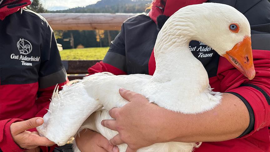 © Foto: ON-Media Marianne Wondrak und Stefanie Greiner mit Gänserich Martin