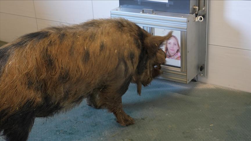 Marianne Wondrak trainiert Schweine