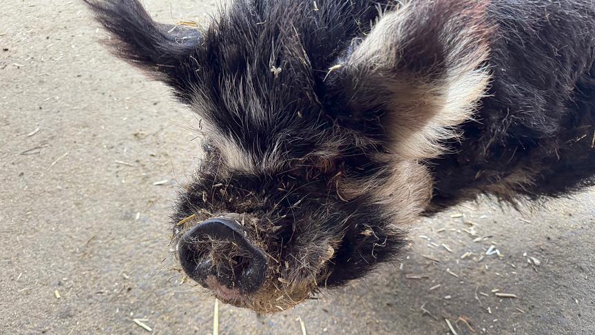 Marianne Wondrak trainiert Schweine