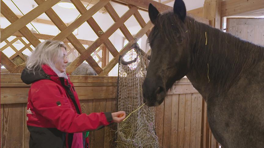 Nathalie Denner füttert ein Pferd.