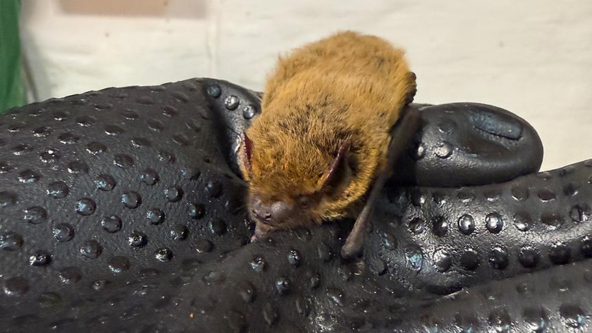 © Foto: ON-Media Auf der Fledermausstation