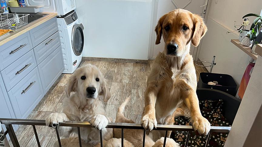 © Foto: On-Media "Tierische Augenblicke" stellt die Hunderasse Golden Retriever vor