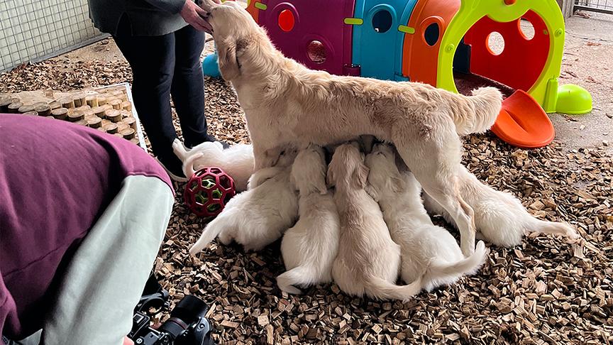 © Foto: On-Media "Tierische Augenblicke" stellt die Hunderasse Golden Retriever vor