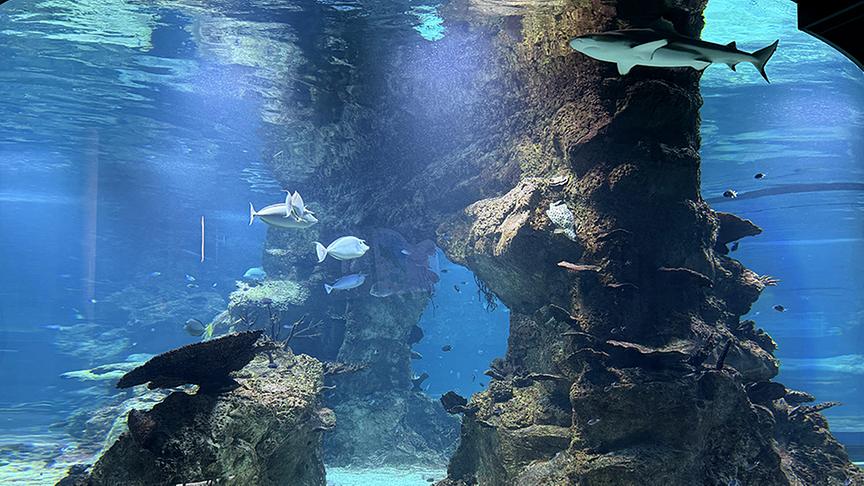 © Foto: ON-MEDIA Epaulettenhaie schwimmen in einem Aquarium im Haus des Meeres.