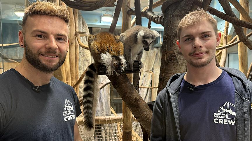 Sascha  Grasinger und Thomas Scheiwein trainieren Kattas für den Tierarztbesuch.