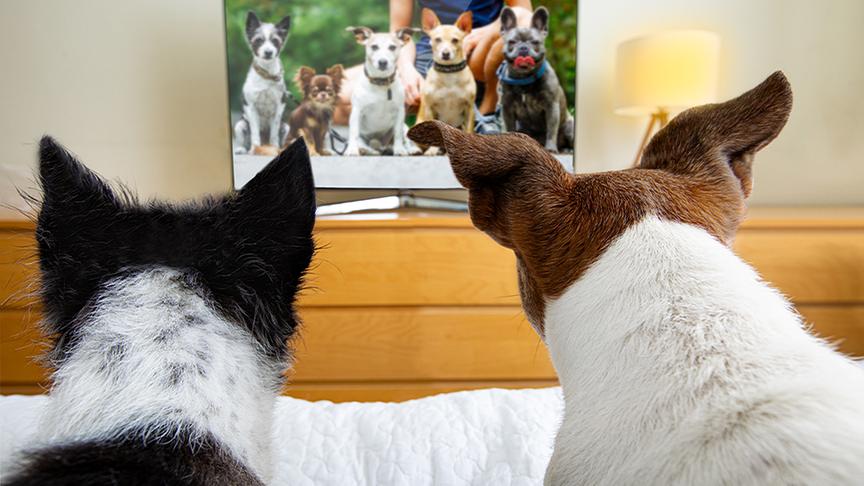 Zwei Hunde blicken auf einen Bildschirm.