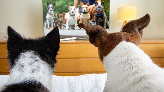 Zwei Hunde blicken auf einen Bildschirm.