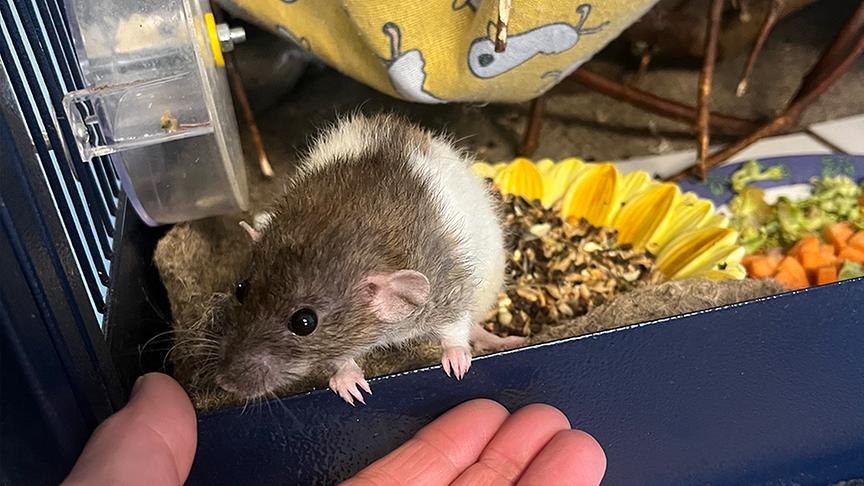 Janine füttert eine Ratte.