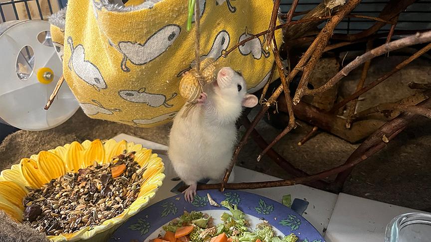 Eine Ratte knabbert an einer Erdnuss, die von einer Schnur hängend im Käfig baumelt.