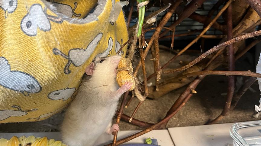 Eine Ratte knabbert an einer Erdnuss, die von einer Schnur hängend im Käfig baumelt.