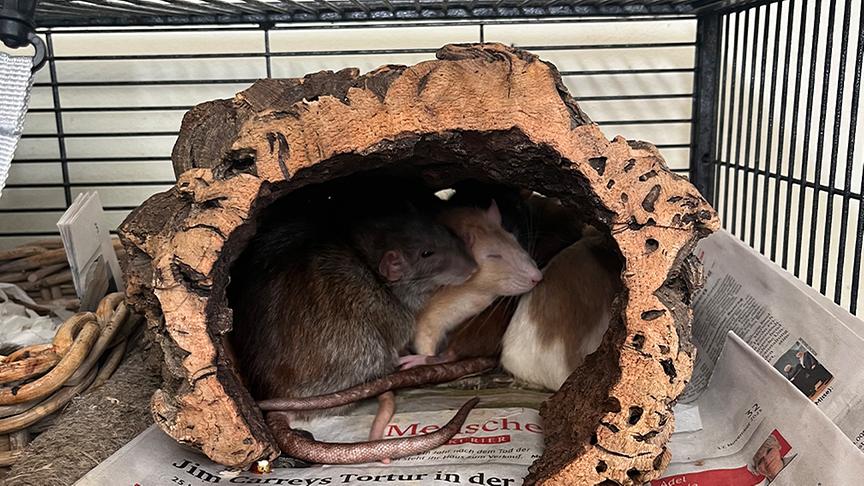 Die Ratten ruhen sich in einem Versteck aus.