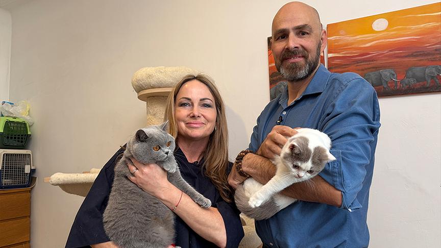 © Foto: ON-Media Rasseportrait Britisch Kurzhaar Katzen