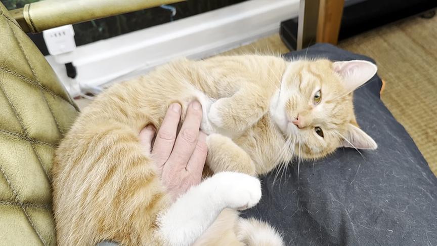 © Foto: ON-MEDIA Eine Katze wird am Bauch gestreichelt.
