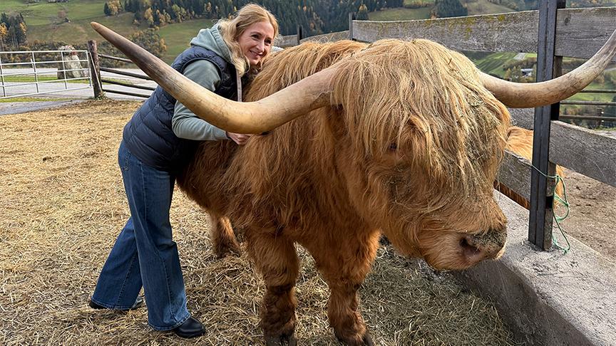 © Foto: On-Media Kuhkuscheln mit Hochlandrindern.