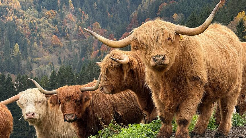 © Foto: On-Media Kuhkuscheln mit Hochlandrindern.