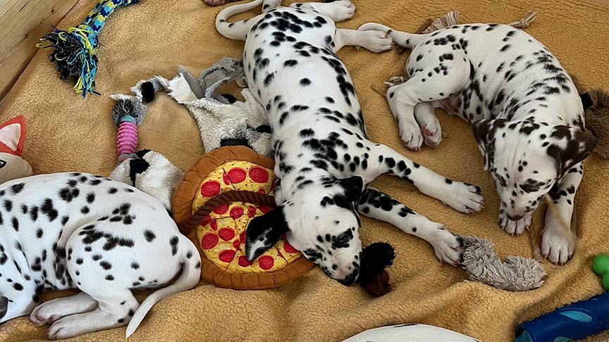 Dalmatiner-Welpen schlafen im Körbchen