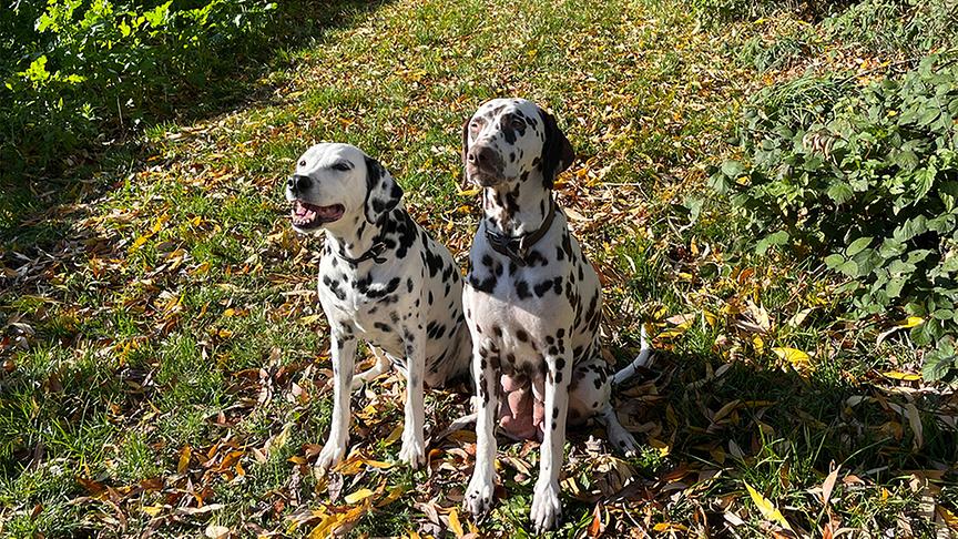 Zwei Dalmatiner auf einem Wanderweg