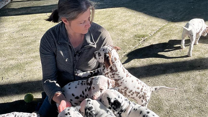 Michaela Schmitzer umgeben von Dalmatinerwelpen