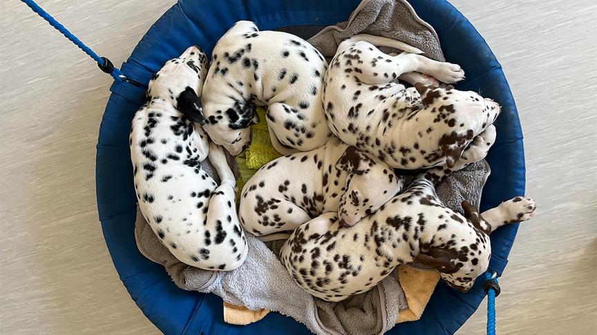 Dalmatiner-Welpen schlafen im Körbchen