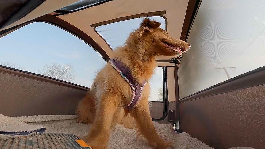 © Foto: ON-MEDIA Hund "Heidi" sitzt in einem Fahrradanhänger für Hunde.
