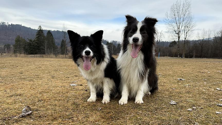 © Foto: ON-MEDIA Michaela Pöllinger-Sorré mit ihren Collies.